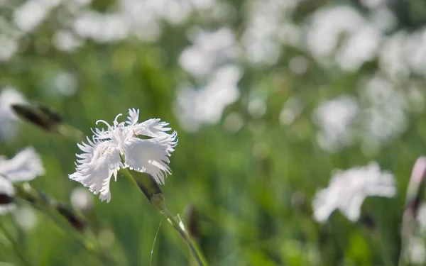 Uma Única Flor Branca Isolada Com Fundo Desfocado — Fotografia de Stock