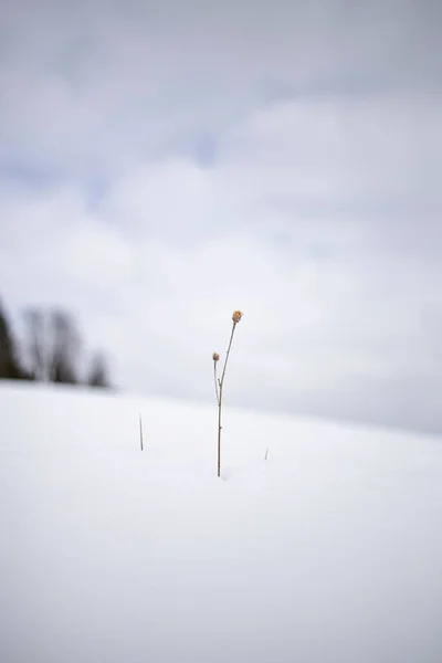 Pionowe Ujęcie Łodygi Kwiatu Śniegu — Zdjęcie stockowe