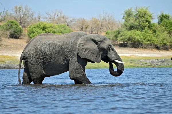 Singolo Elephant Attraversando Chobe River Chobe National Part Botswana — Foto Stock