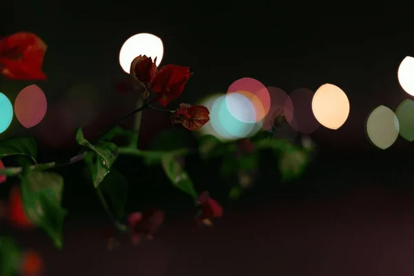 Una Imagen Una Rama Verde Flores Rojas Fondo Luces Borrosas —  Fotos de Stock