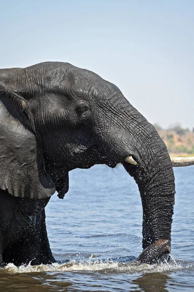 Közelkép Egy Elefánt Fejéről Amint Átkel Chobe Folyón Botswanai Chobe — Stock Fotó