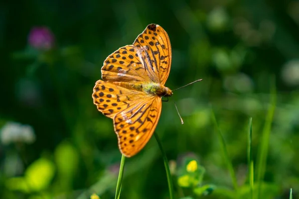 Zbliżenie Pięknego Srebrno Umytego Motyla Fritillary Ogrodzie — Zdjęcie stockowe
