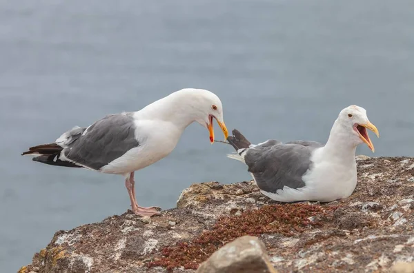 Closeup Shot Western Gulls Walking Sea — Stock Photo, Image