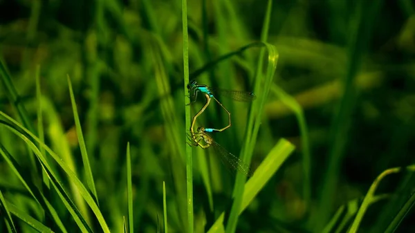 Una Imagen Dos Insectos Damselflies Sobre Rocío Verde — Foto de Stock