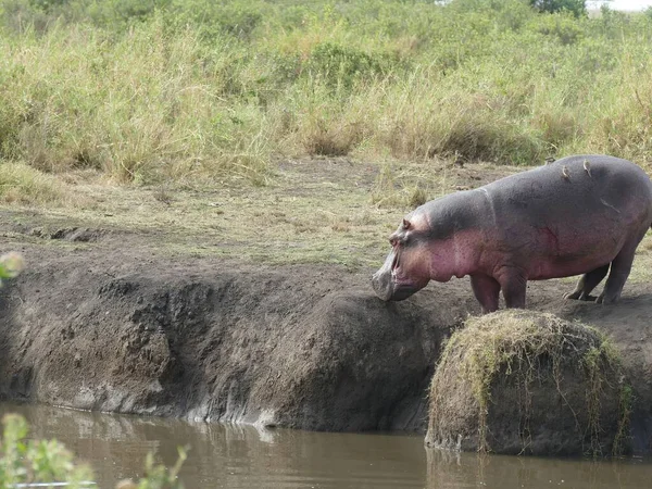 Dev Bir Aygırı Hippopotamus Amfibi Günün Çoğunu Suda Serengeti Ulusal — Stok fotoğraf