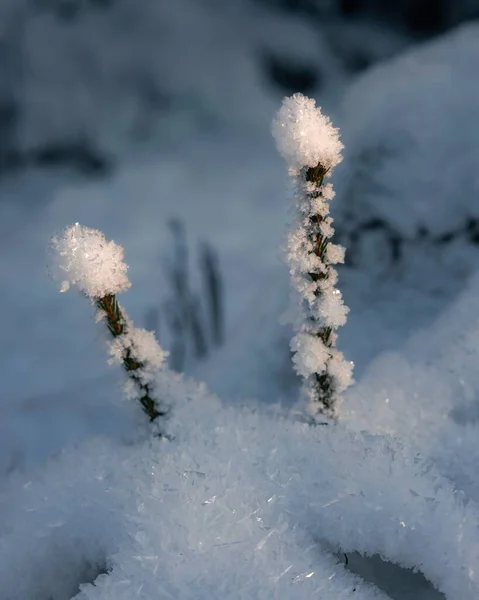 Karla Kaplı Bitkilerin Yakın Çekimi — Stok fotoğraf