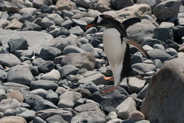 Pingouin Perché Sur Des Rochers — Photo