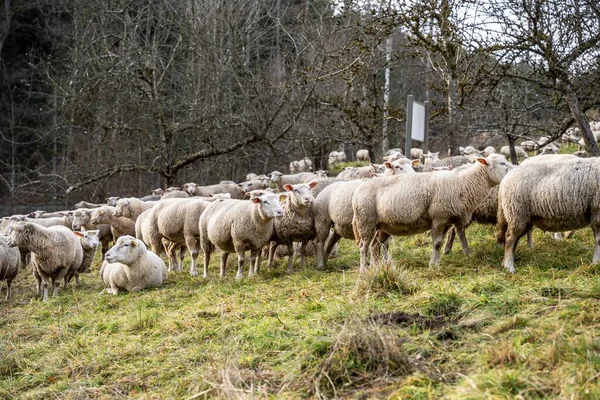 Stado Owiec Wypasanych Polu Wiejskim Niemczech — Zdjęcie stockowe