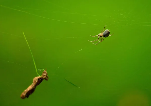 Närbild Spindel Ett Spindelnät Med Ett Torkat Löv — Stockfoto