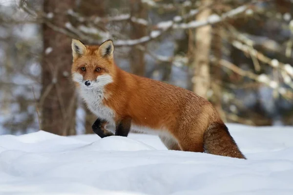 Ein Schöner Fuchs Vulpes Vulpes Spaziert Durch Einen Verschneiten Wald — Stockfoto
