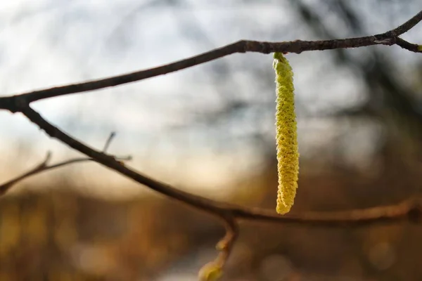 Bulanık Bir Arkaplanda Ağaçtan Sarkan Ortak Bir Fındık Ağacının Yakın — Stok fotoğraf
