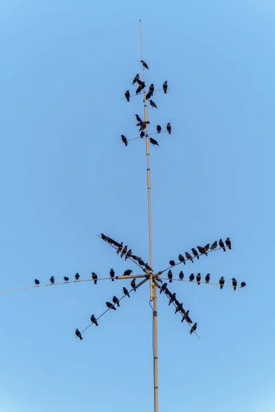 Koltrastfåglar Takantenn Vid Mörkrets Inbrott — Stockfoto