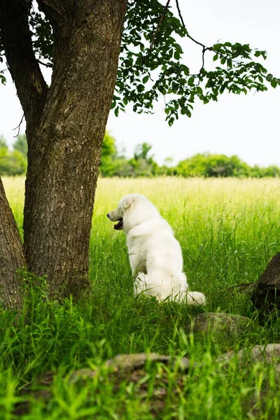 Een Verticaal Shot Van Een Maremmano Abruzzese Sheepdog Rustend Het — Stockfoto
