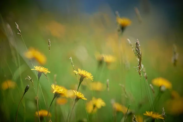 Ένα Κοντινό Πλάνο Από Άγρια Κίτρινα Λουλούδια Στο Χωράφι Μια — Φωτογραφία Αρχείου