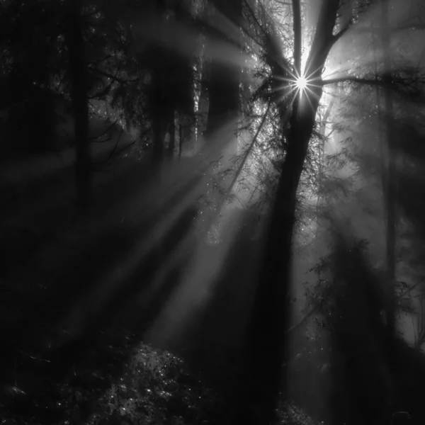 Eine Graustufenaufnahme Der Sonne Die Durch Bäume Einem Wald Scheint — Stockfoto