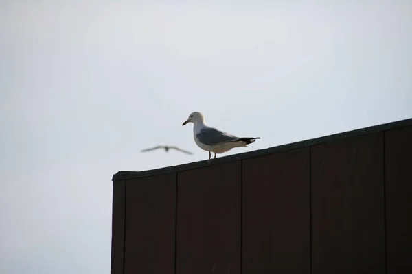 Seagull Perching Roof — Stock Photo, Image