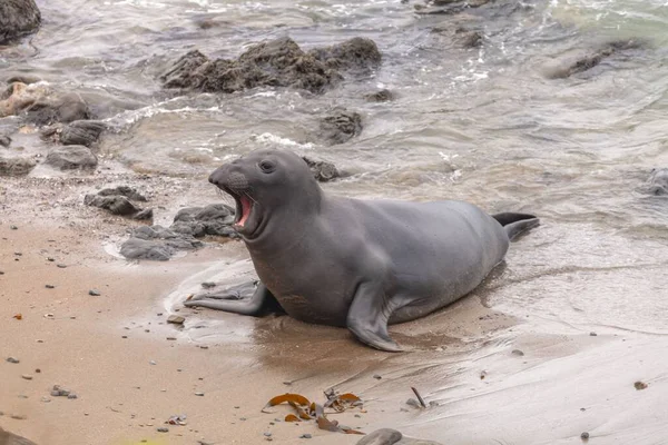 Een Prachtige Jonge Noordelijke Olifant Zeehond Geeuwt Het Strand — Stockfoto