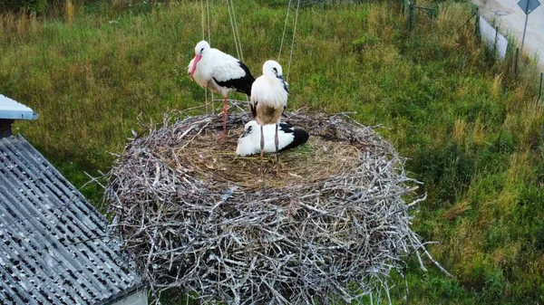 Tre Vackra Små Vita Stork Brudar Sitt Omgivna Gräs — Stockfoto