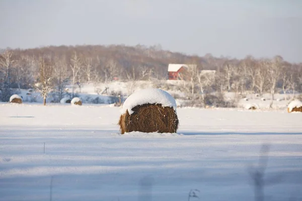 Belo Tiro Fardos Feno Congelados Pasto Nevado Ontário Canadá — Fotografia de Stock