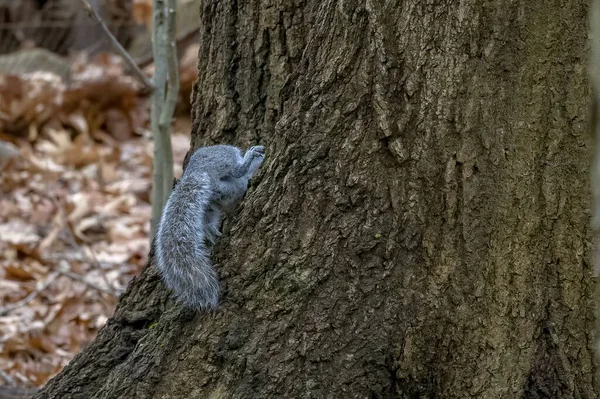Ein Östliches Grauhörnchen Auf Baumrinde — Stockfoto