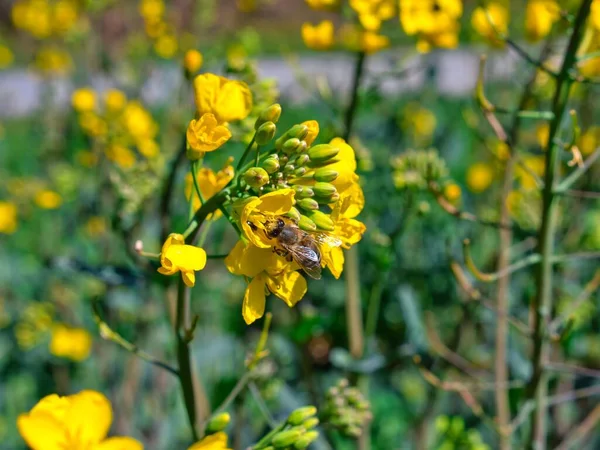 Egy Méhecske Virágport Gyűjt Egy Repcemagvirágon — Stock Fotó