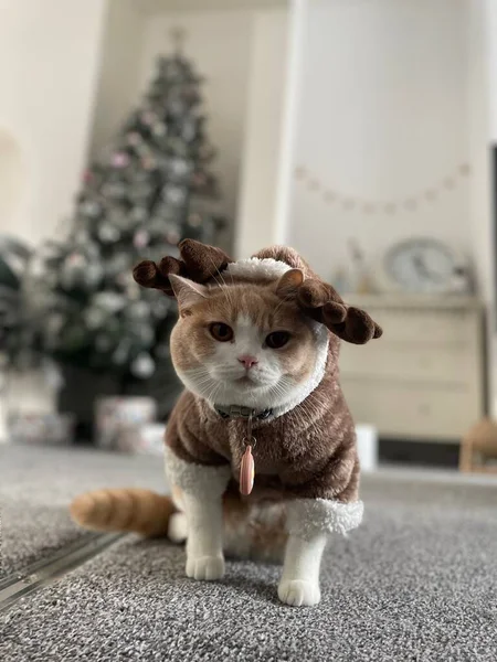 一只穿着可爱衣服 背著圣诞树坐在自家地板上的可爱猫的垂直照片 — 图库照片