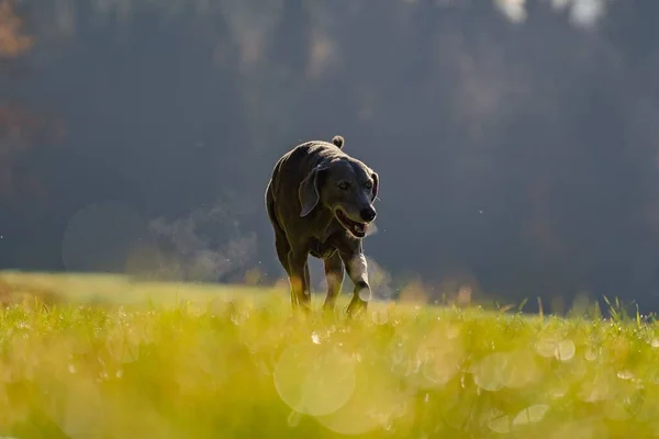 Симпатична Собака Ваймаранер Щасливо Ходить Полю Лісом Розмитому Тлі — стокове фото