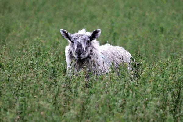 黑白相间的泰斯沃特羊群在绿地里看着摄像机的特写镜头 — 图库照片