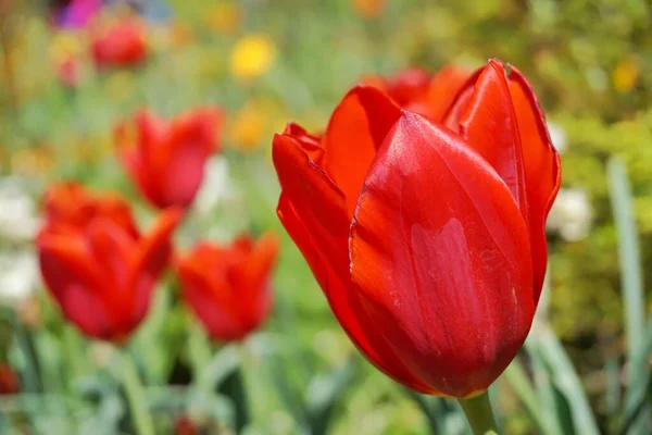 Flores Flor Tulipa Luz Sombra Fundo Vermelho Universidade Duke Vibrações — Fotografia de Stock