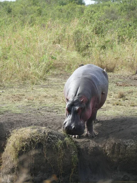 Énorme Hippopotame Hippopotamus Amphibius Doit Passer Majeure Partie Journée Dans — Photo