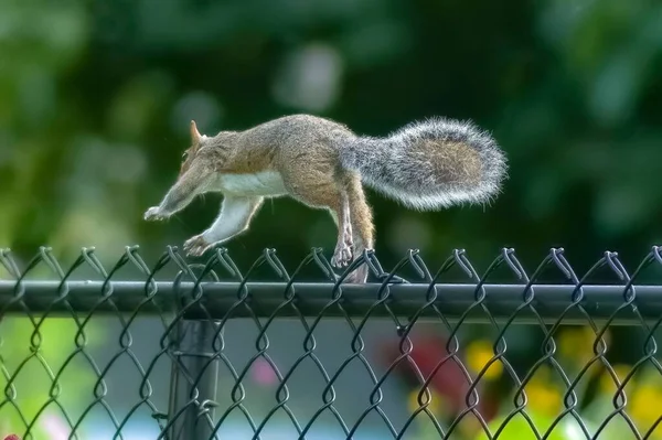 Squirrel Walking Fence Woods — Stock Photo, Image