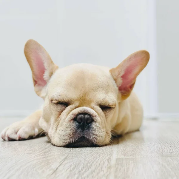 Närbild Söt Sömnig Fransk Bulldog Liggande Golvet — Stockfoto