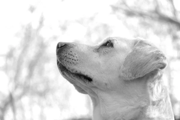 Egy Közeli Kép Aranyos Kutyáról Aki Odafent Néz — Stock Fotó