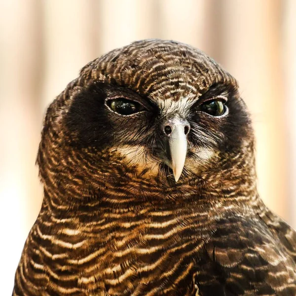 Close Shot Rufous Owl Blurry Background — Stock Photo, Image