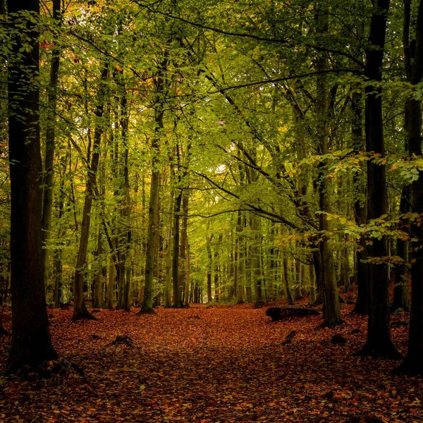 地面に落ちた葉を持つ森の背の高い木 — ストック写真