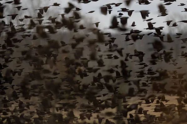 Длинный Снимок Летающей Стаи Птиц — стоковое фото