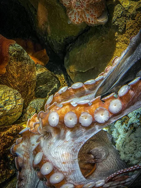 A closeup of a Giant Pacific octopus underwater
