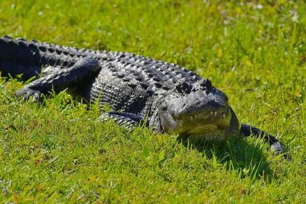 Gros Plan Alligator Américain Sur Herbe — Photo