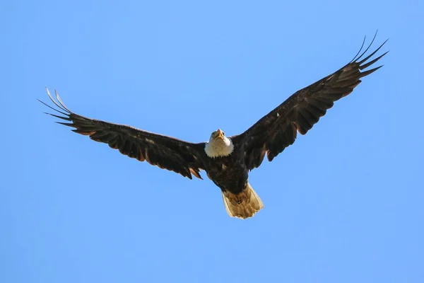 Tiro Ângulo Baixo Uma Águia Careca Voando Céu Azul Sem — Fotografia de Stock