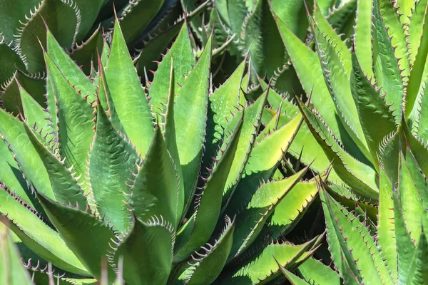 日当たりの良いショーのアガベ アガベショール 庭の植物 — ストック写真