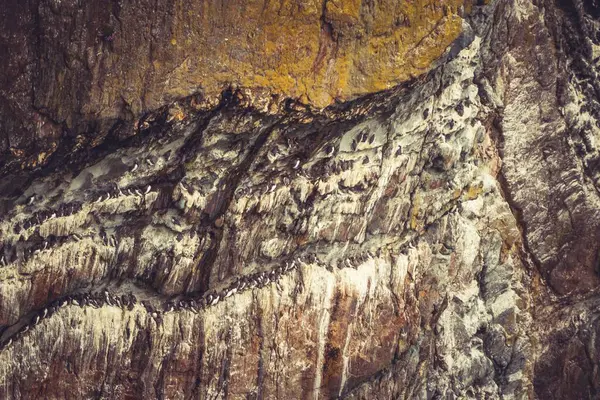岩の表面の閉鎖 — ストック写真