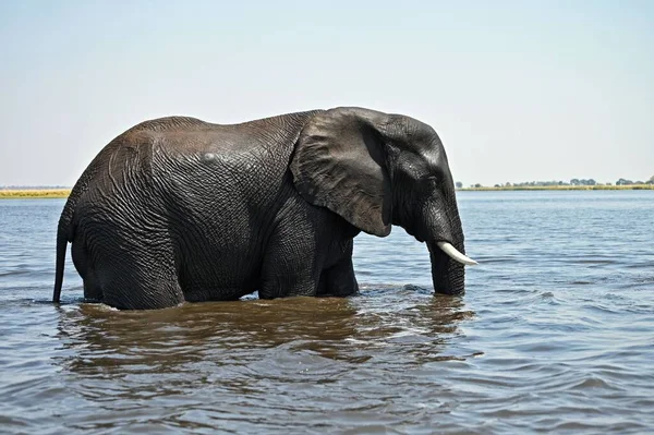 Pojedynczy Słoń Przekraczający Rzekę Chobe Chobe National Part Botswanie — Zdjęcie stockowe