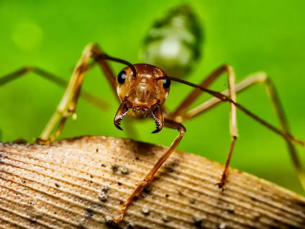 Closeup Shot Brown Fire Ant Green Blurred Background — Stock Photo, Image