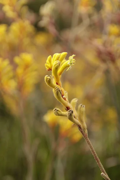 Obraz Pojedynczego Wysokiego Żółtego Kangura Łapa Kwiat Rozmytym Tle — Zdjęcie stockowe