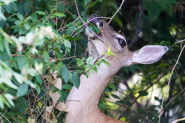 Brown Deer Eating Leaves — Stock Photo, Image