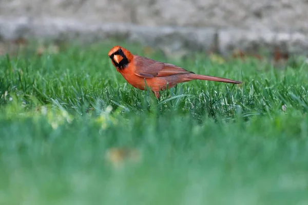 Close Shot Red Northern Cardinal Grass — Stock Photo, Image