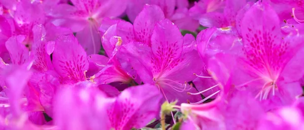 Närbild Rhododendron Blomma Med Ett Mycket Litet Fokusområde — Stockfoto