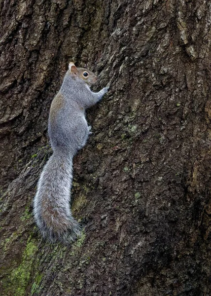 樹皮に東灰色のリスの垂直ショット — ストック写真