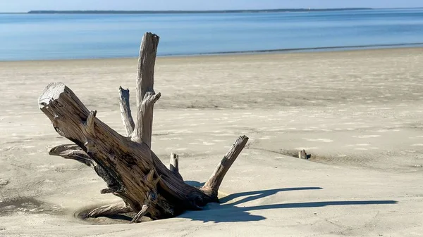 海滨的一块漂流的木头 — 图库照片