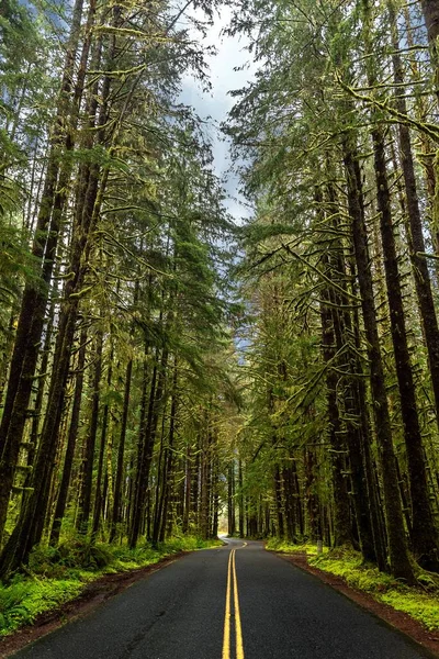 Tiro Vertical Uma Estrada Cercada Por Árvores Altas Verdes Parque — Fotografia de Stock